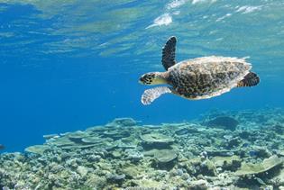 Private Snorkeling with Sea Turtles Tour - Tulum, ROO